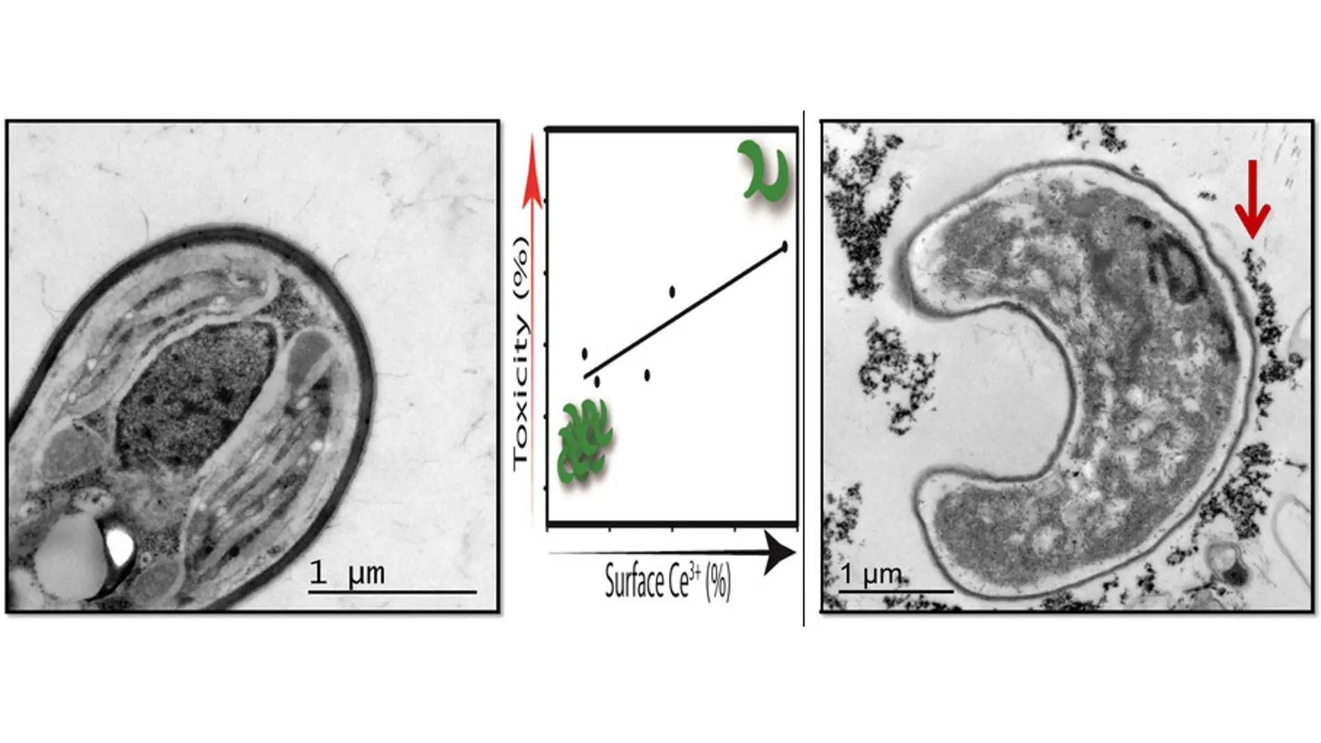 ¿Son las nanopartículas seguras para el