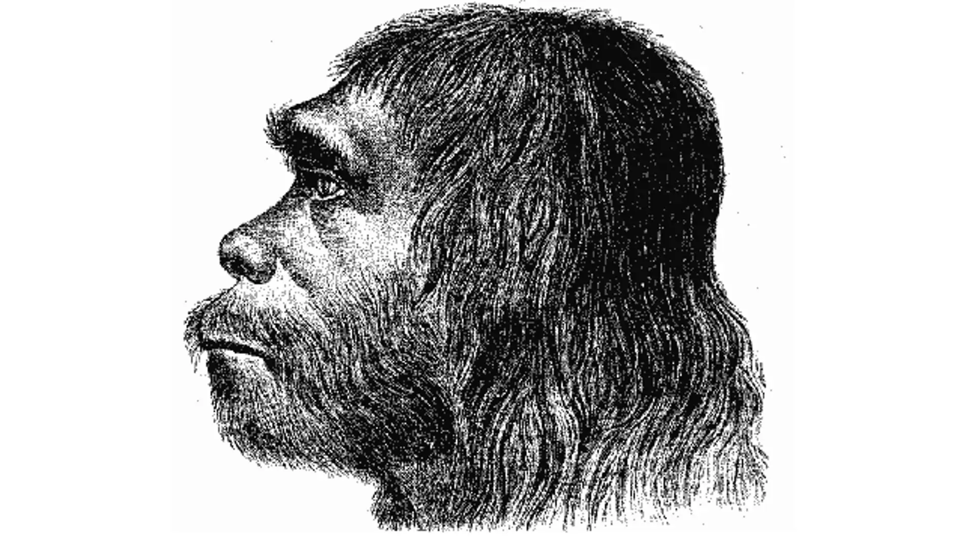 ¿Por qué los neandertales eran tan diferentes a nosotros?