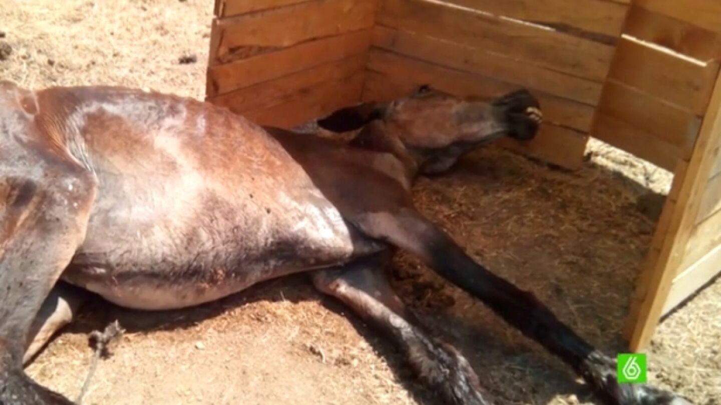 Un caballo maltratado