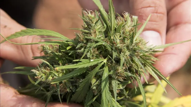 Planta de marihuana Planta de marihuana