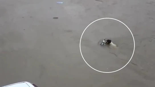 Una perra rescata a sus cachorros Una perra rescata a sus cachorros