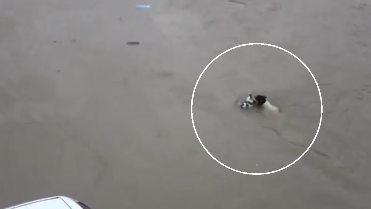 Una perra rescata a sus cachorros