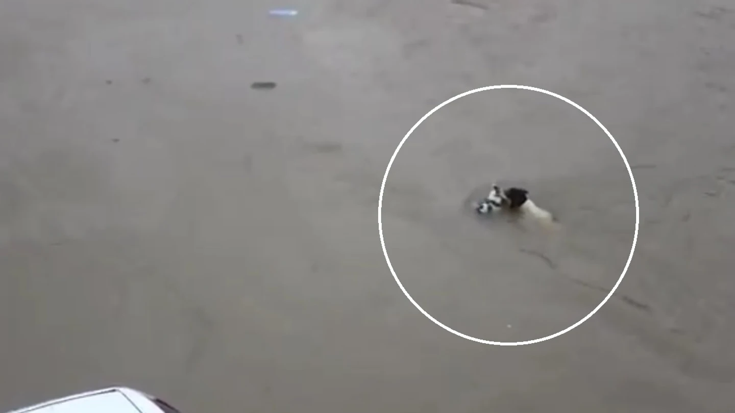 Una perra rescata a sus cachorros Una perra rescata a sus cachorros