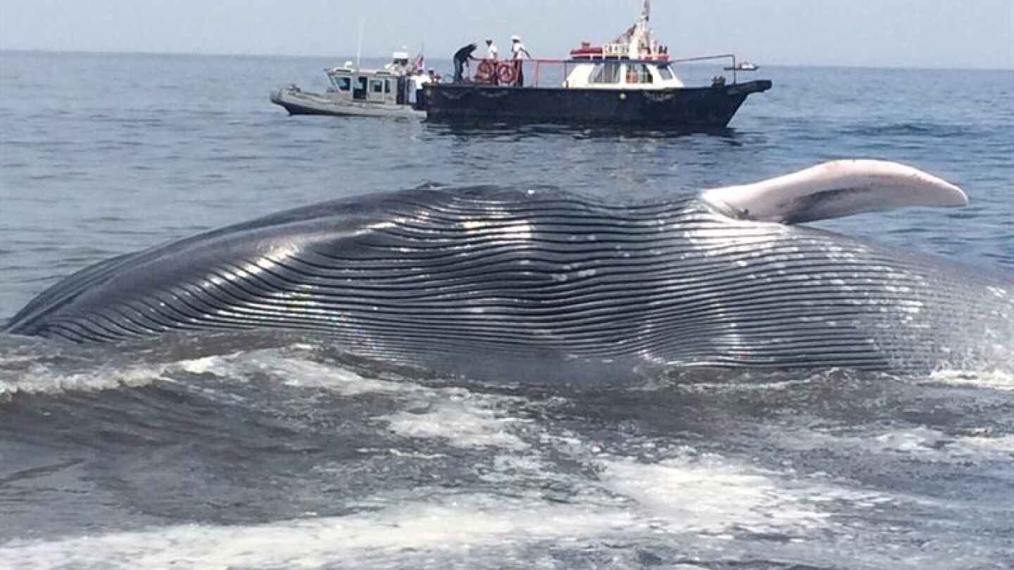 Imagen de la ballena azul rescatada en Chile