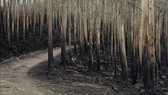 Uno de de los montes cántabros que se vieron afectados por los incendios forestales Uno de de los montes cántabros que se vieron afectados por los incendios forestales