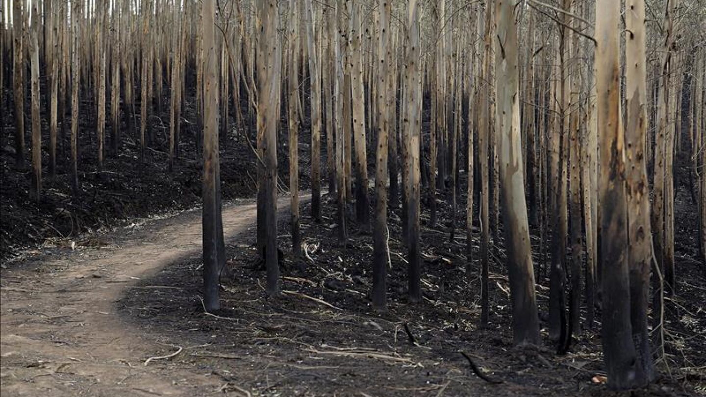 Uno de de los montes c&aacute;ntabros que se vieron afectados por los incendios forestales