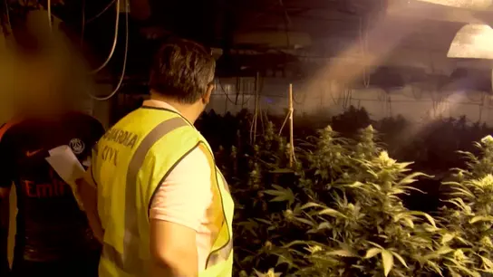 La Guardia Civil da con una plantación de marihuana La Guardia Civil da con una plantación de marihuana