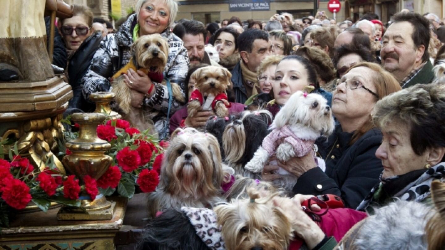 Decenas de animales en las fiestas de San Ant&oacute;n