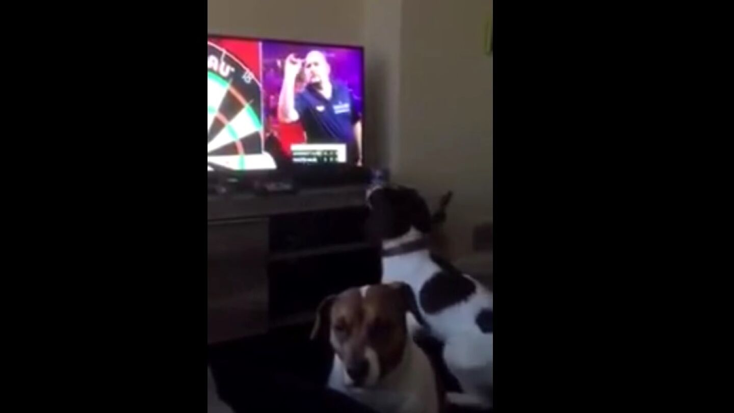  Un perro se vuelve loco persiguiendo dardos lanzados en televisi&oacute;n y se convierte en viral