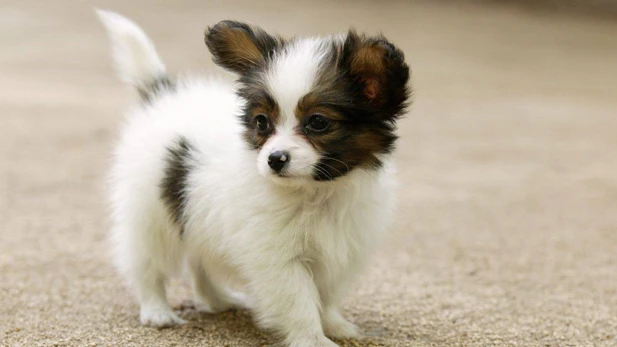 Un pequeño cachorro Un pequeño cachorro