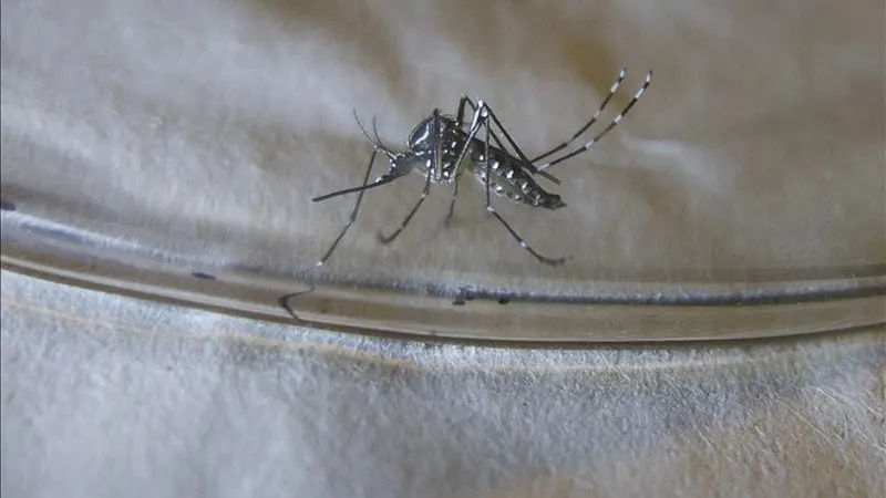 EEUU recomienda a las embarazadas no viajar a países donde hay virus Zika