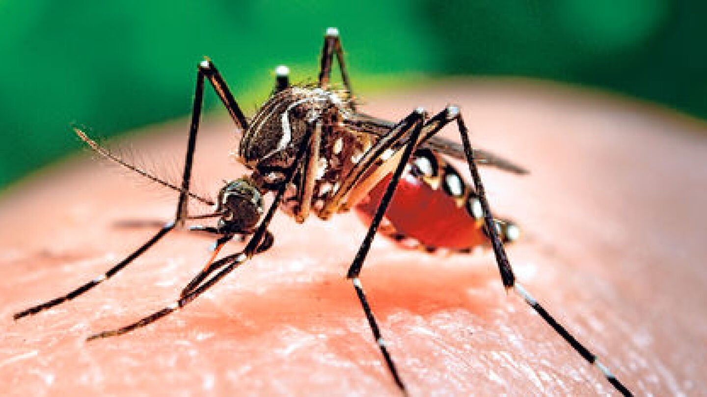 Se confirma que un reci&eacute;n nacido en Haw&aacute;i con da&ntilde;o cerebral estaba infectado del virus Zika