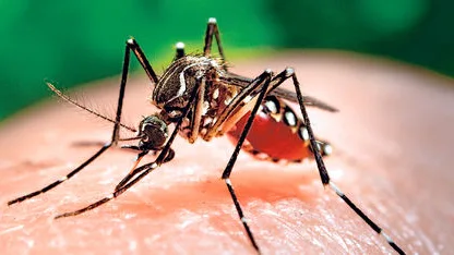 Se confirma que un recién nacido en Hawái con daño cerebral estaba infectado del virus Zika