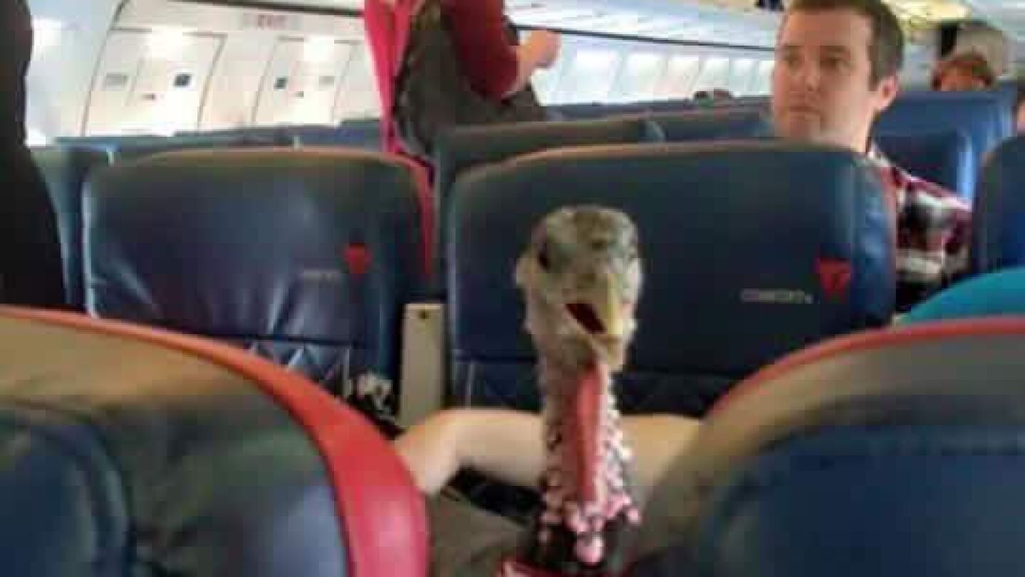 Un pavo en un avi&oacute;n