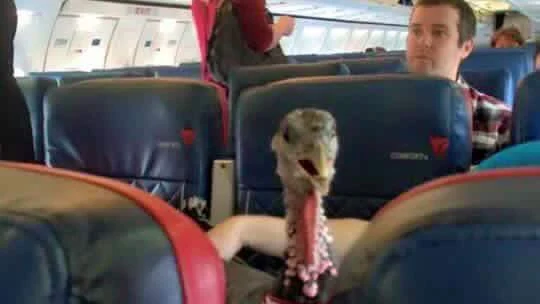 Un pavo en un avión