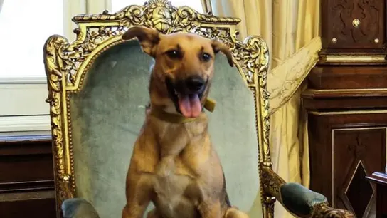 Balcarce, el perro de Mauricio Macri Balcarce, el perro de Mauricio Macri