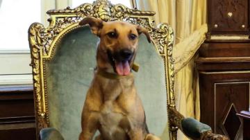 Balcarce, el perro de Mauricio Macri