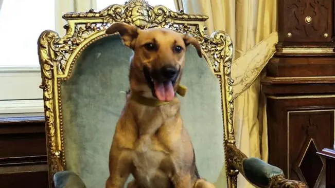 Balcarce, el perro de Mauricio Macri Balcarce, el perro de Mauricio Macri
