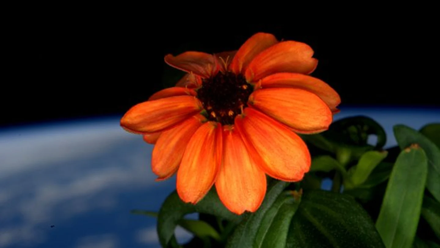 El astronauta Scott Kelly ha ido publicando cada día fotos de la flor El astronauta Scott Kelly ha ido publicando cada día fotos de la flor