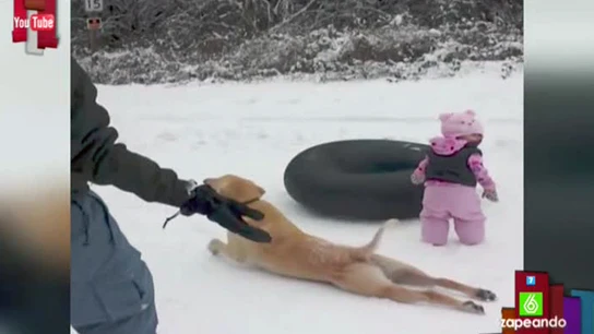 Un perro le roba el protagonismo a un bebé Un perro le roba el protagonismo a un bebé