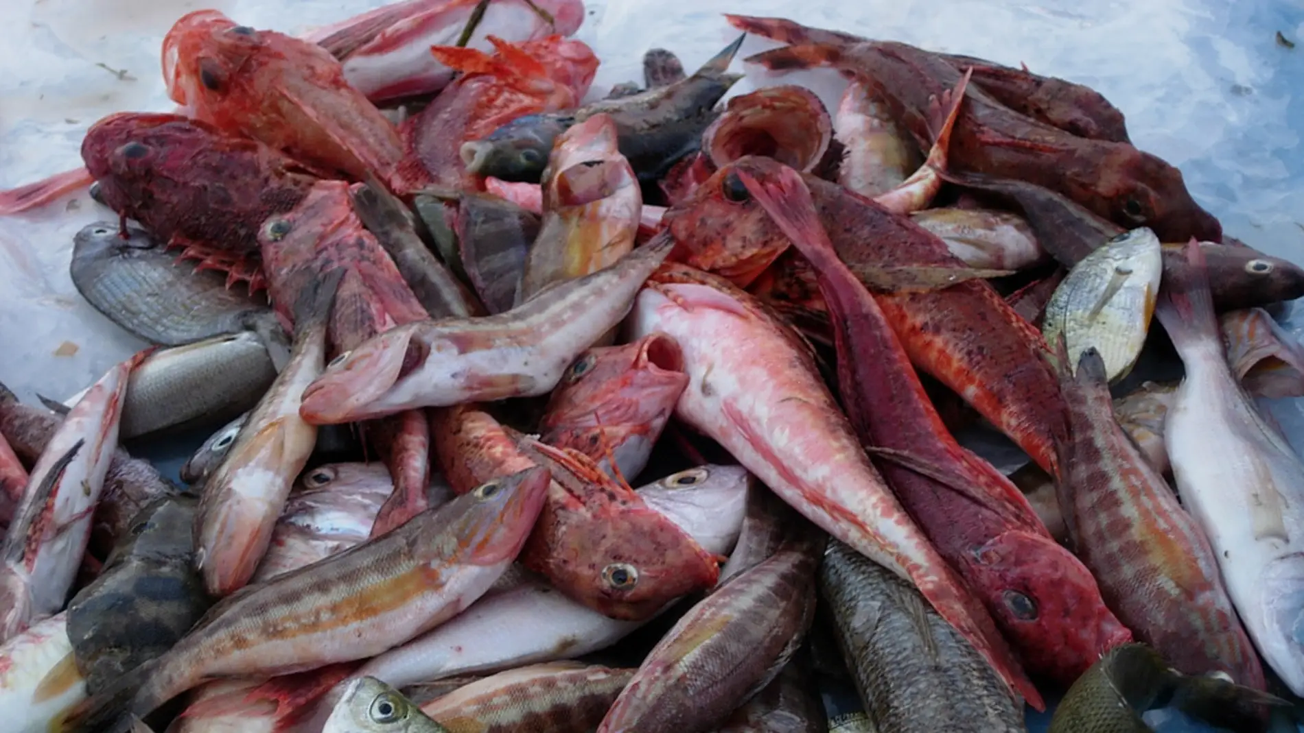 Pescado fresco