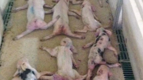 Imagen de los lechones muertos Imagen de los lechones muertos