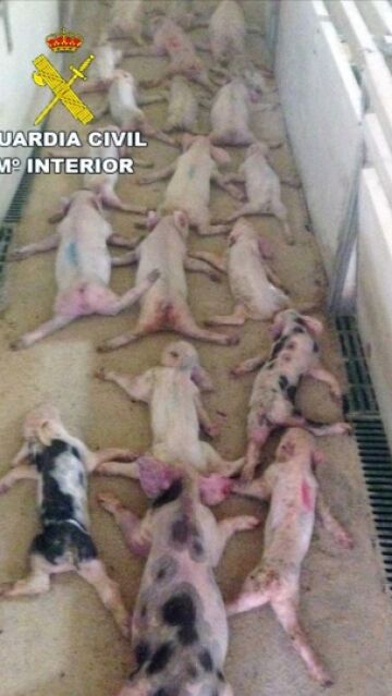 Imagen de los lechones muertos