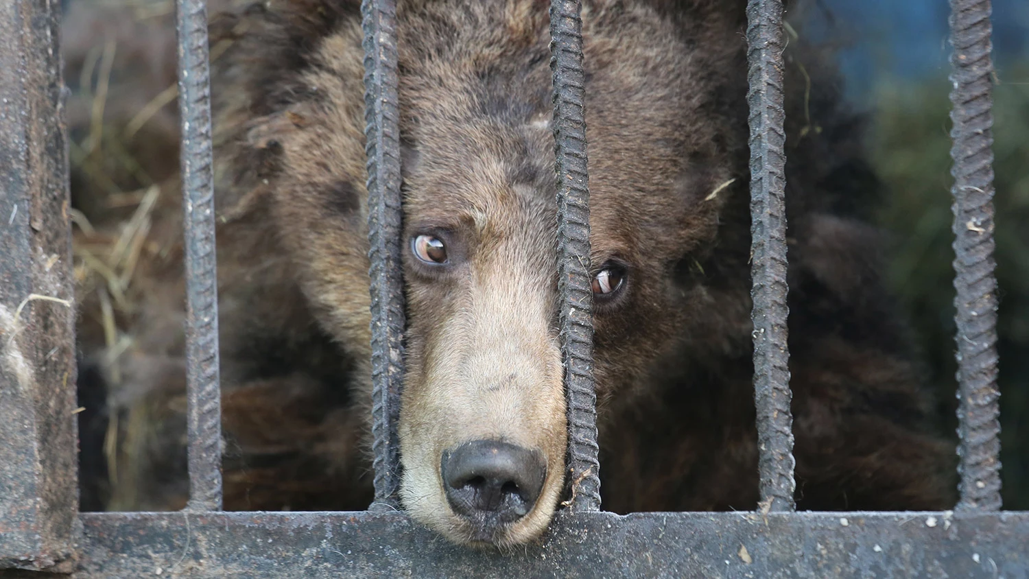 La mirada triste de un oso hambriento