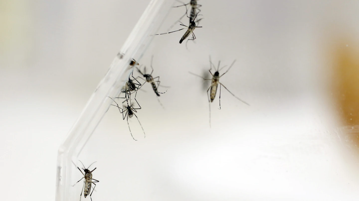 Imagen del mosquito que transmite el virus del Zika Imagen del mosquito que transmite el virus del Zika
