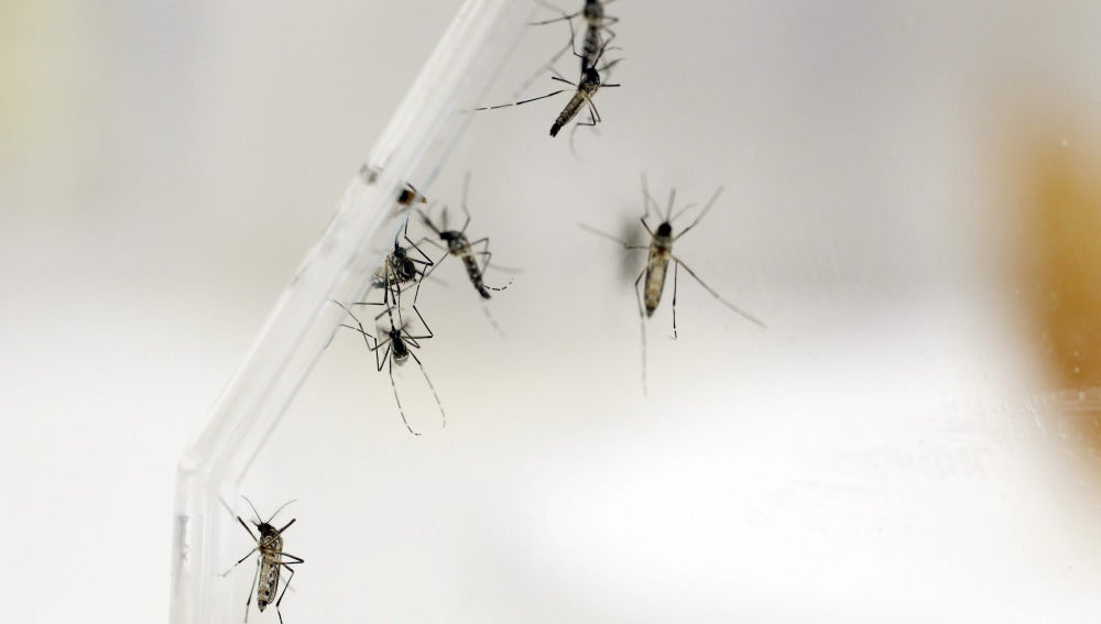 Imagen del mosquito que transmite el virus del Zika