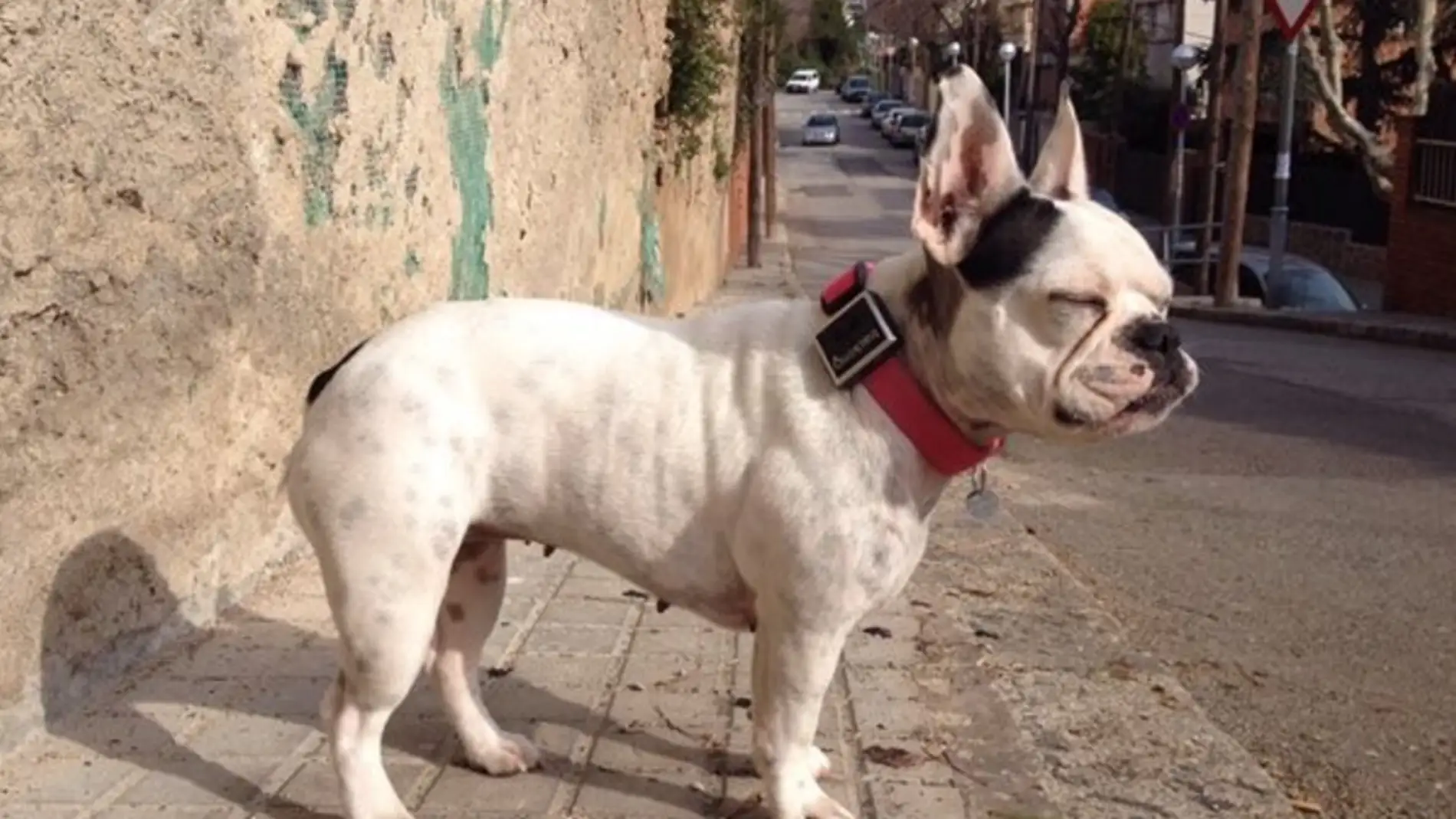 Con este gadget tu perro no se perderá nunca