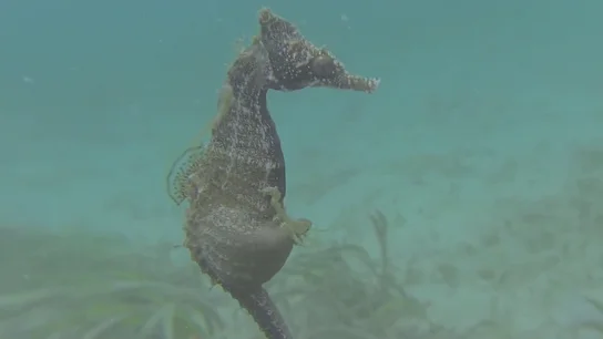 Un caballito dando a luz Un caballito dando a luz