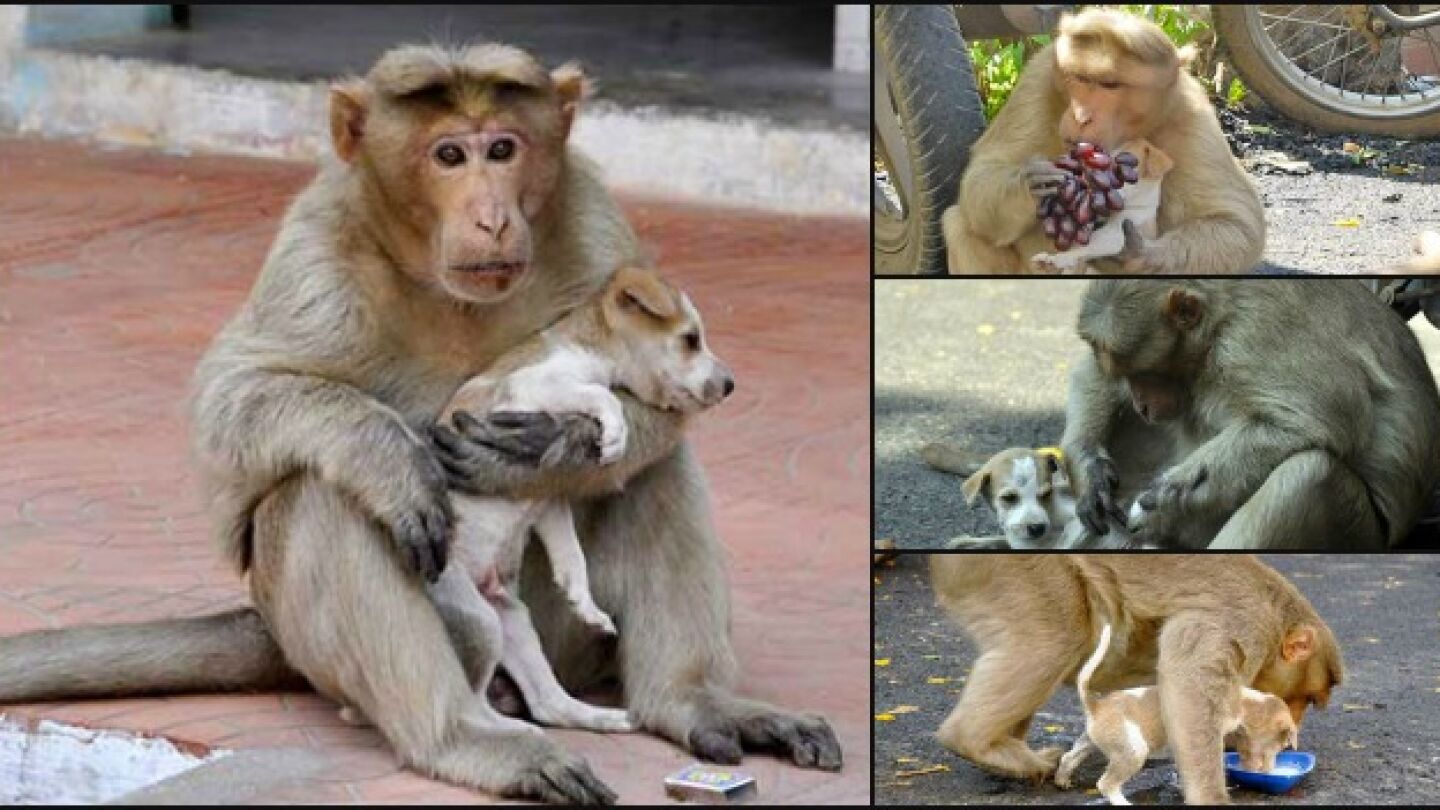 Un mono 'adopta' a un perro callejero