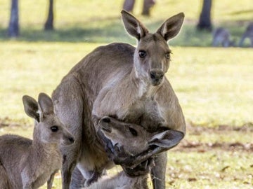 Un canguro macho sostiene a una hembra