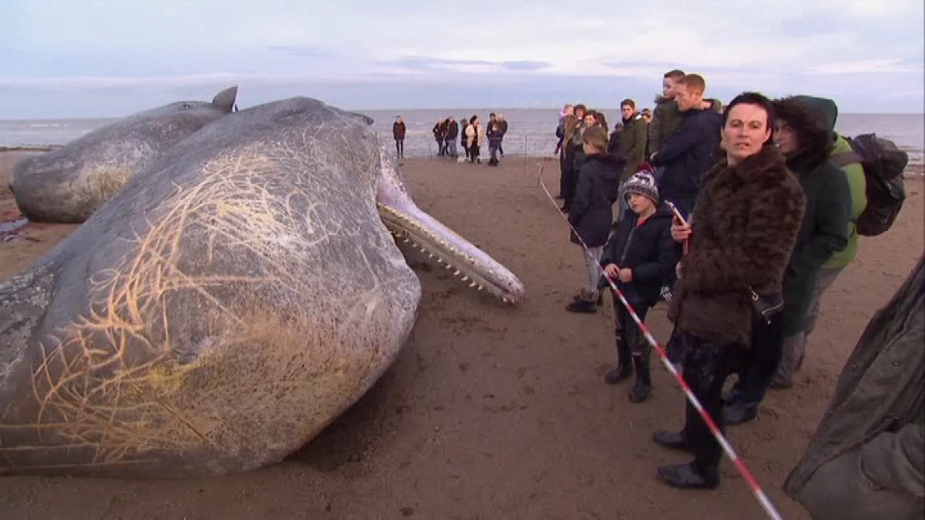 Un cachalote muerto en las playas de Inglaterra