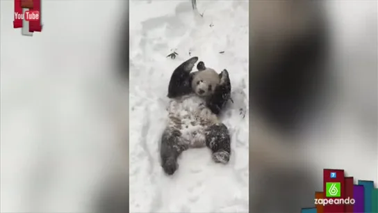 Tian Tian, el oso panda que se cree oso polar revolcándose en la nieve Tian Tian, el oso panda que se cree oso polar revolcándose en la nieve