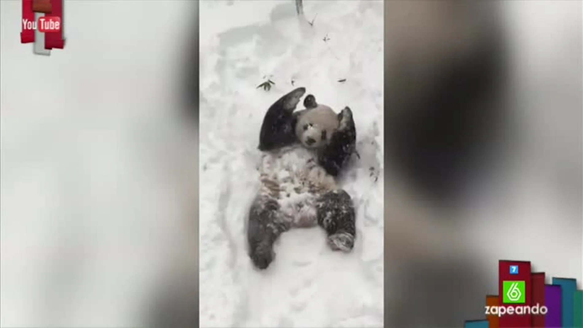 Tian Tian, el oso panda que se cree oso polar revolcándose en la nieve