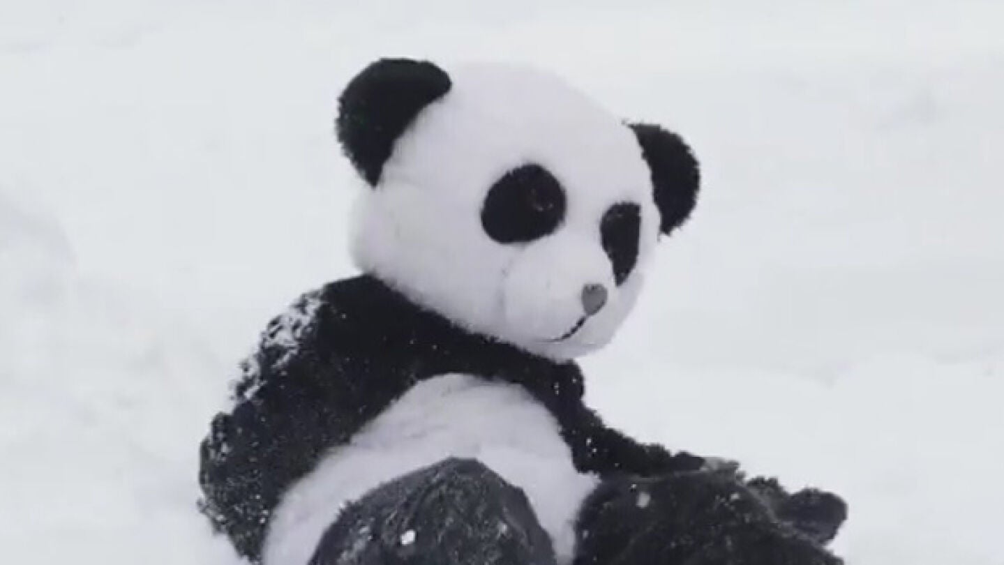 Un hombre disfrazado de panda