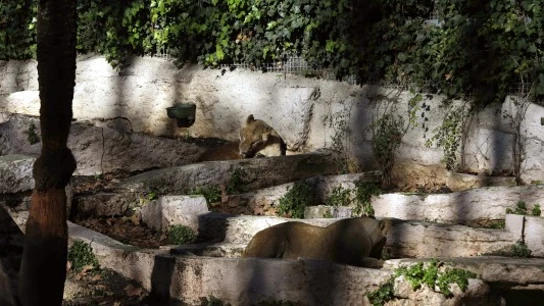El recinto de los leones en el Zoo de Barcelona El recinto de los leones en el Zoo de Barcelona