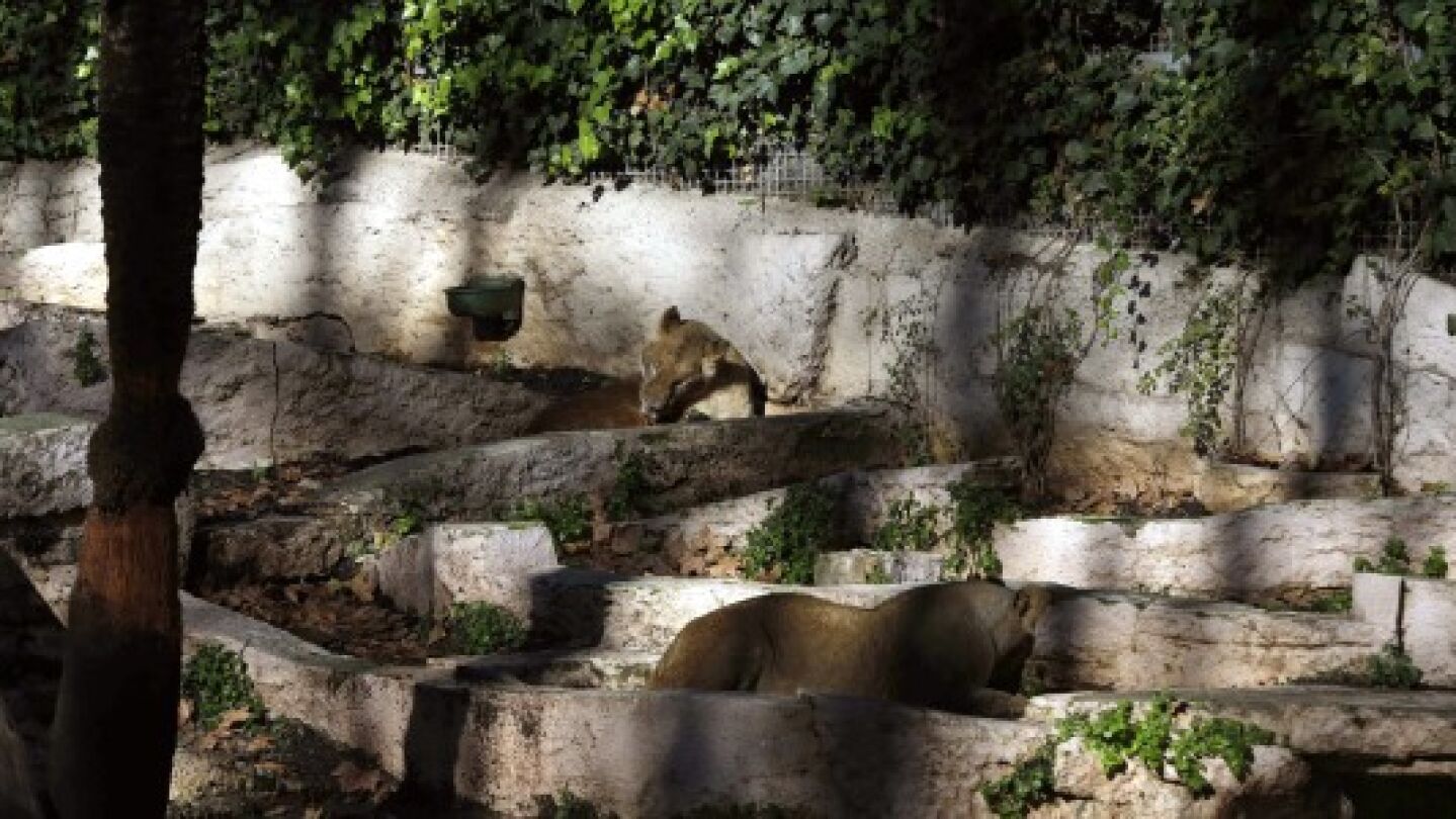 El recinto de los leones en el Zoo de Barcelona