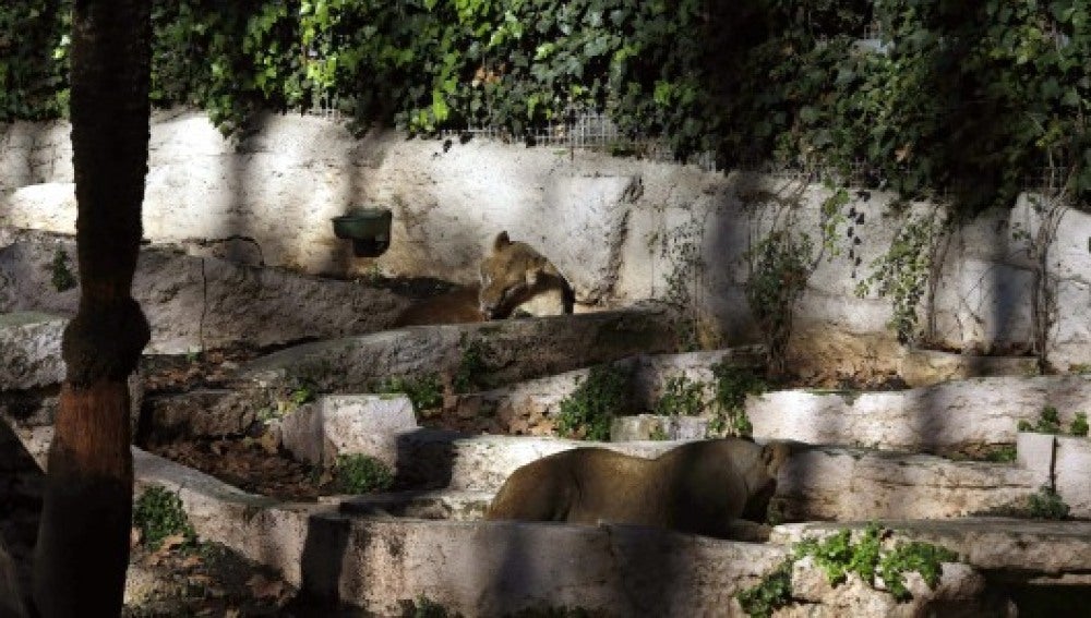 El recinto de los leones en el Zoo de Barcelona