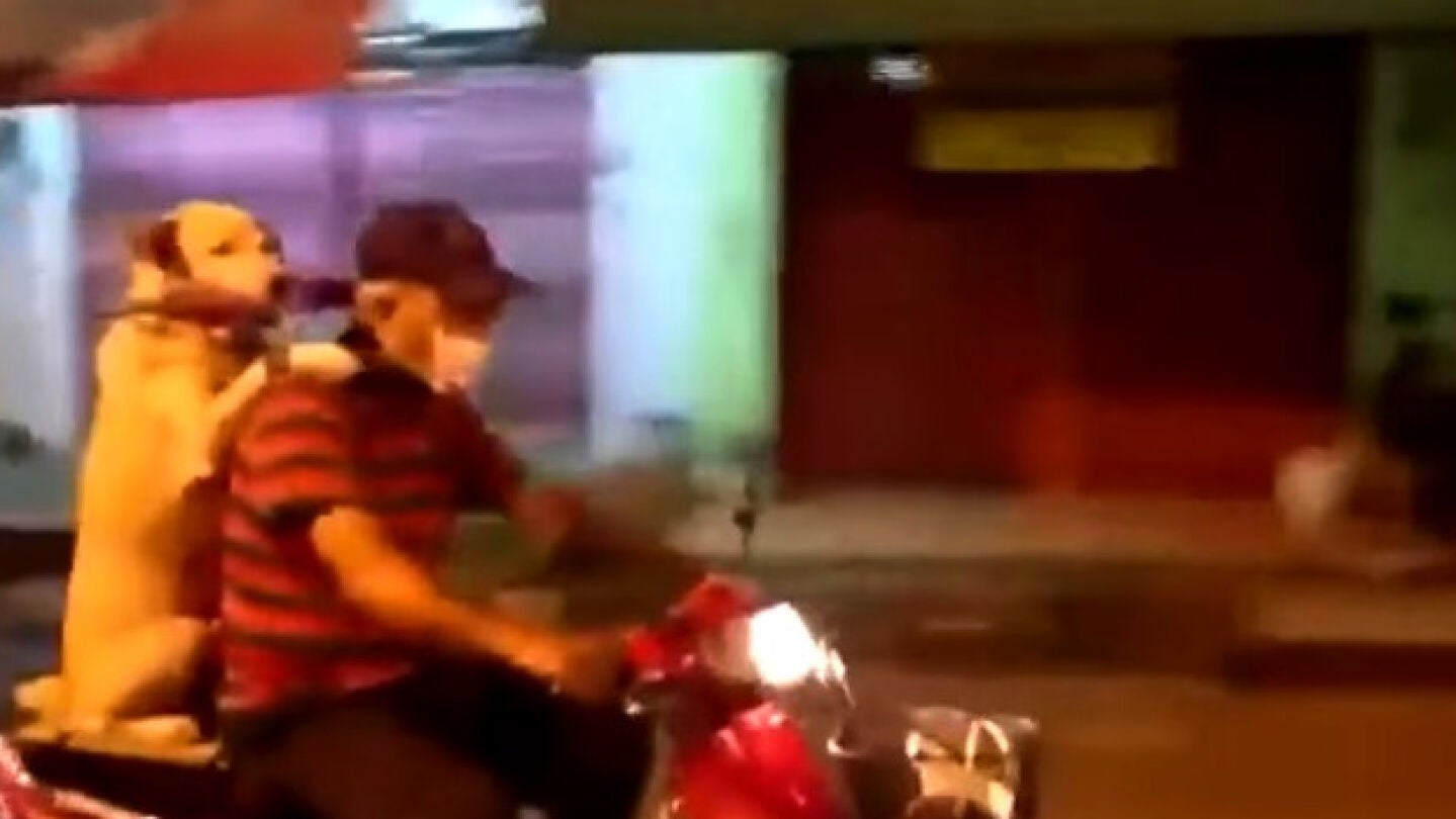 Un perro subido a una moto en Tailandia