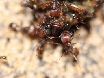 La hormiga que no envejece