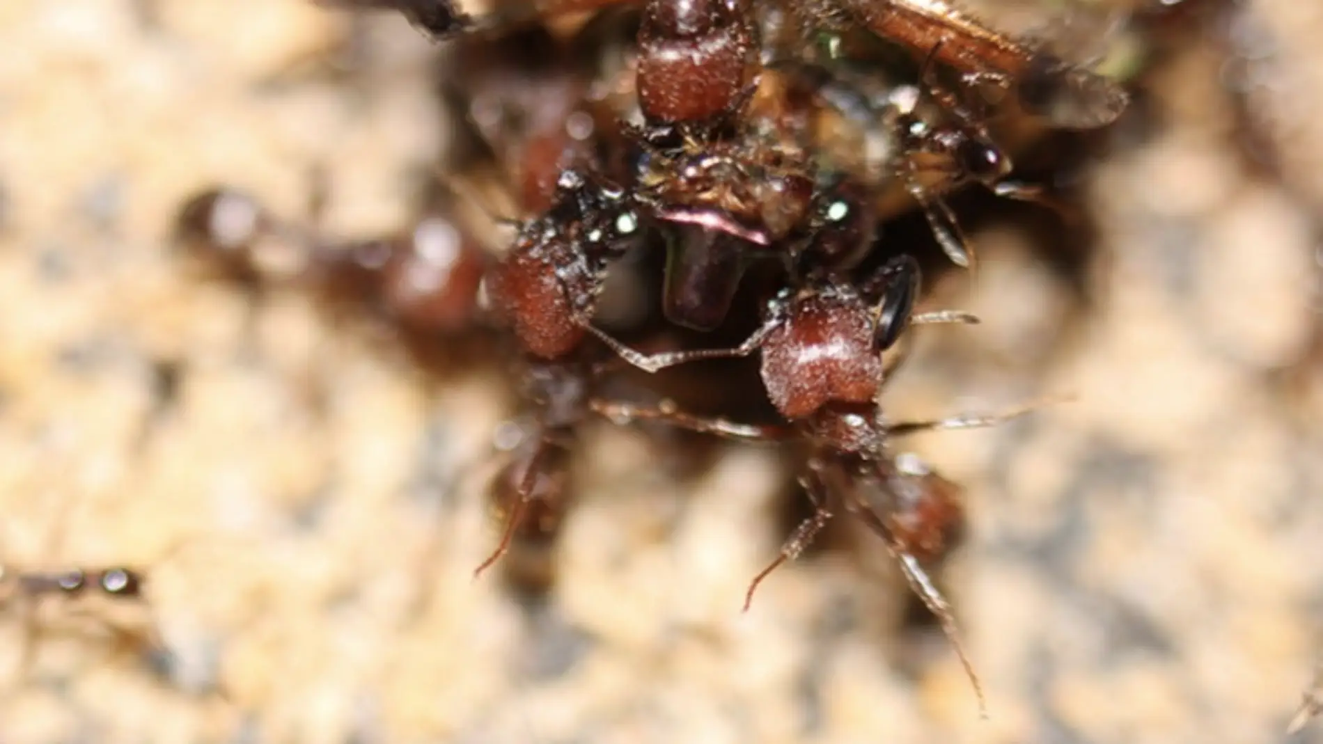 La hormiga que no envejece