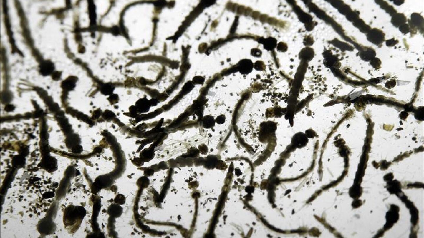 Un laboratorio de larvas del mosquito Aedes Aegypti, transmisor del virus del Zika.