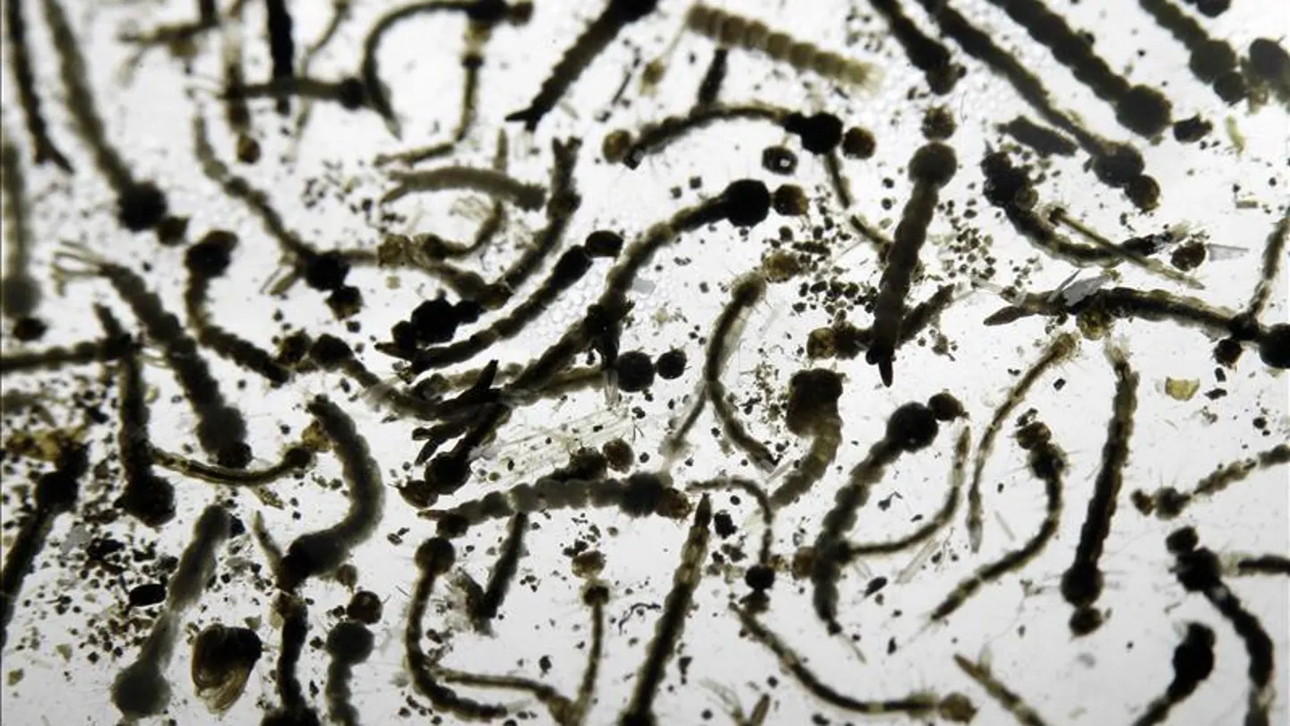 Un laboratorio de larvas del mosquito Aedes Aegypti, transmisor del virus del Zika. Un laboratorio de larvas del mosquito Aedes Aegypti, transmisor del virus del Zika.