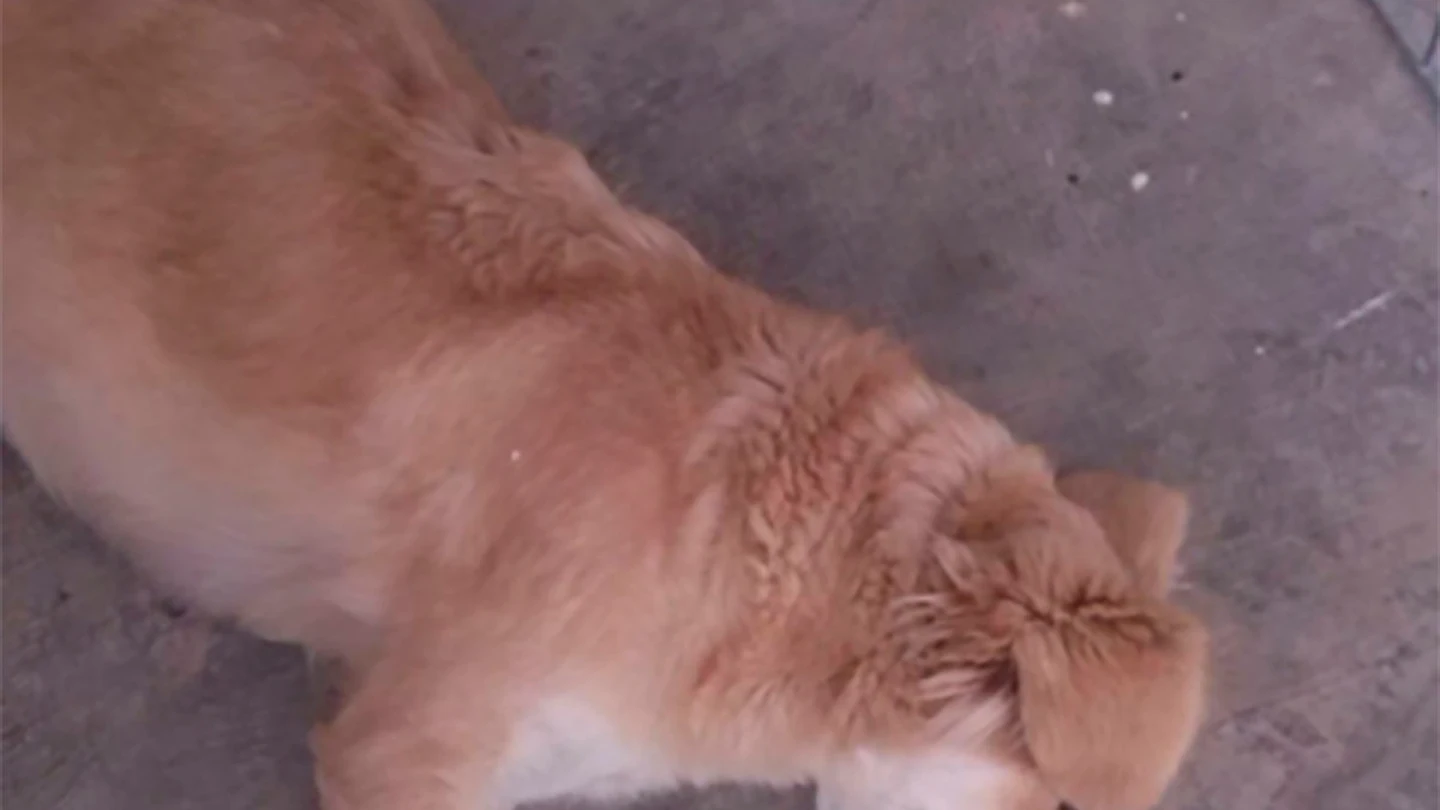Uno de los perros asesinados Uno de los perros asesinados