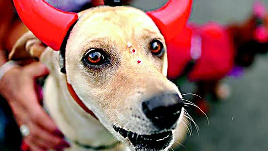 Un perro disfrazado de diablo Un perro disfrazado de diablo