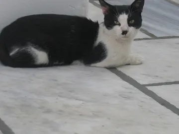 Un gato con un bigote más que sospechoso Un gato con un bigote más que sospechoso