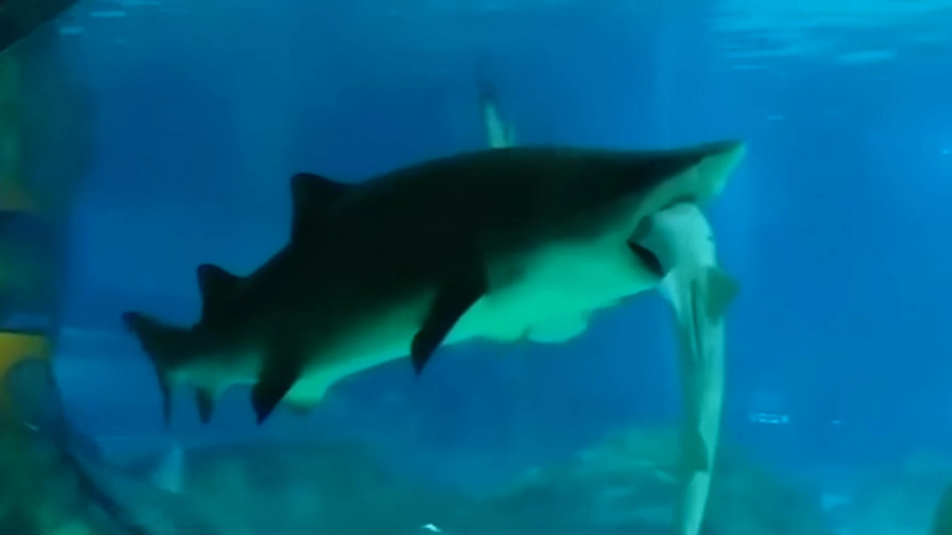 Un tiburón se come a otro